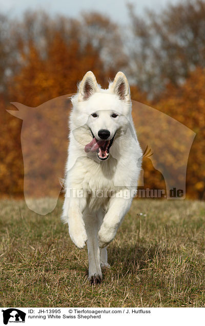 rennender Weier Schweizer Schferhund / running White Swiss Shepherd / JH-13995