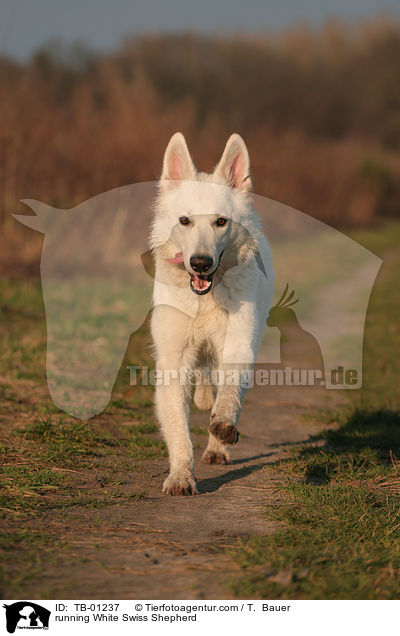 rennender Weier Schweizer Schferhund / running White Swiss Shepherd / TB-01237