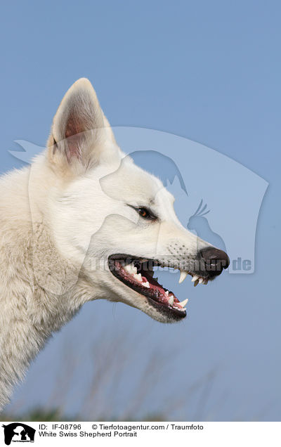 Weier Schweizer Schferhund Portrait / White Swiss Shepherd Portrait / IF-08796