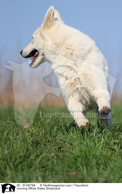 running White Swiss Shepherd / IF-08799