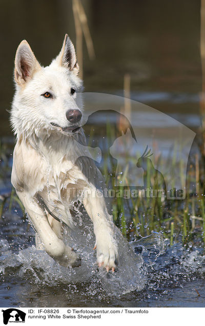 rennender Weier Schweizer Schferhund / running White Swiss Shepherd / IF-08826
