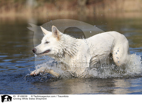 rennender Weier Schweizer Schferhund / running White Swiss Shepherd / IF-08838