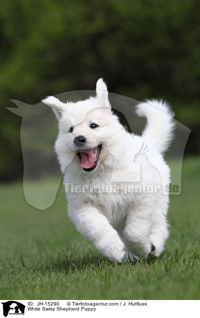 White Swiss Shepherd Puppy / JH-15290