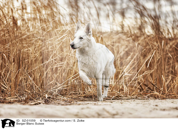 Weier Schferhund / Berger Blanc Suisse / SZ-01059