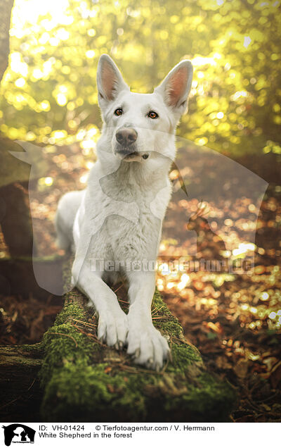 White Shepherd in the forest / VH-01424