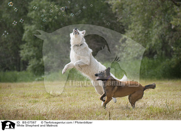 Weier Schferhund und Malinois / White Shepherd and Malinois / BS-07587