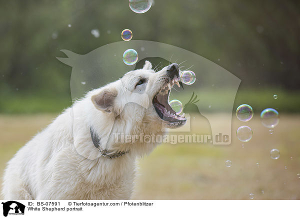 White Shepherd portrait / BS-07591