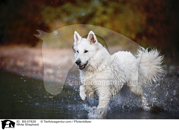 Weier Schferhund / White Shepherd / BS-07626