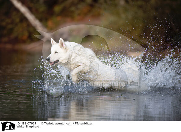 Weier Schferhund / White Shepherd / BS-07627