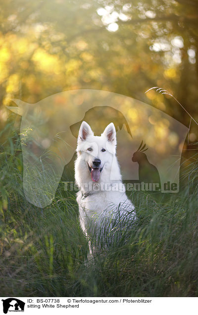 sitzender Weier Schferhund / sitting White Shepherd / BS-07738