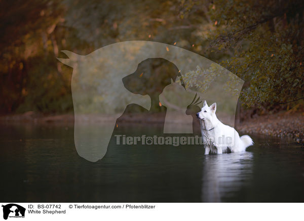 Weier Schferhund / White Shepherd / BS-07742