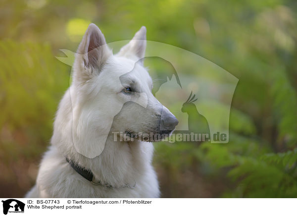 Weier Schferhund portrait / White Shepherd portrait / BS-07743