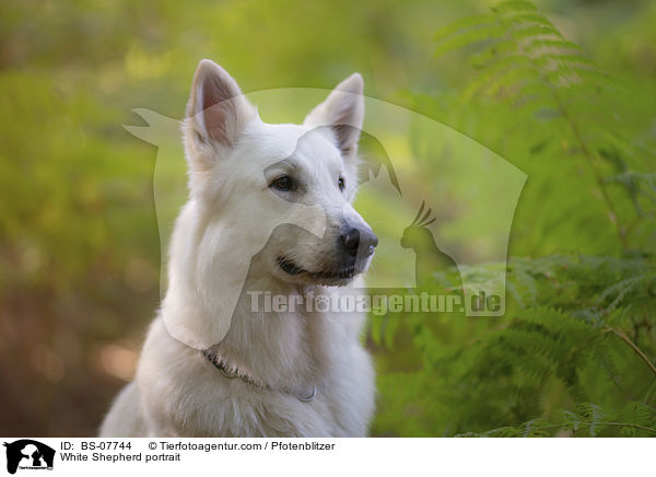 Weier Schferhund portrait / White Shepherd portrait / BS-07744