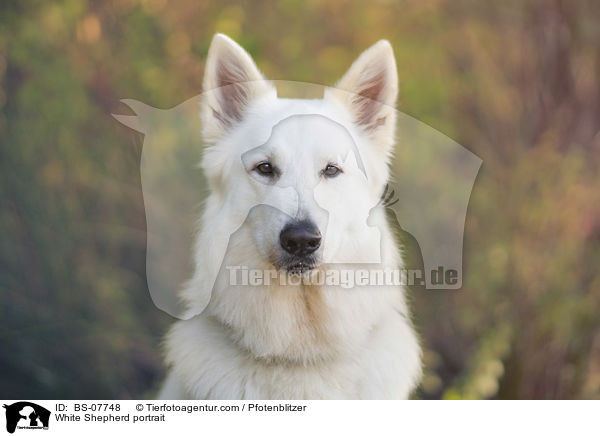 Weier Schferhund portrait / White Shepherd portrait / BS-07748