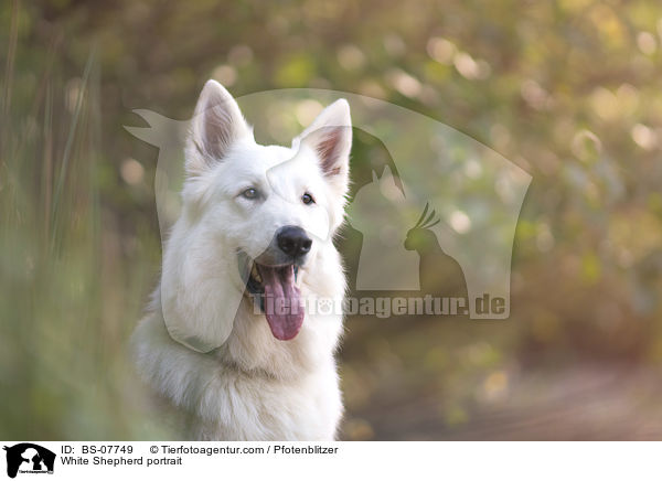 Weier Schferhund portrait / White Shepherd portrait / BS-07749