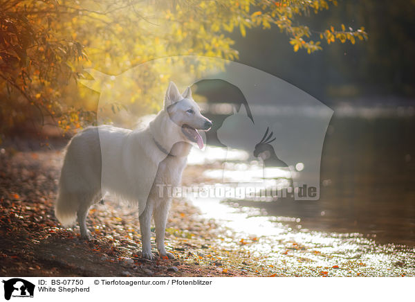Weier Schferhund / White Shepherd / BS-07750