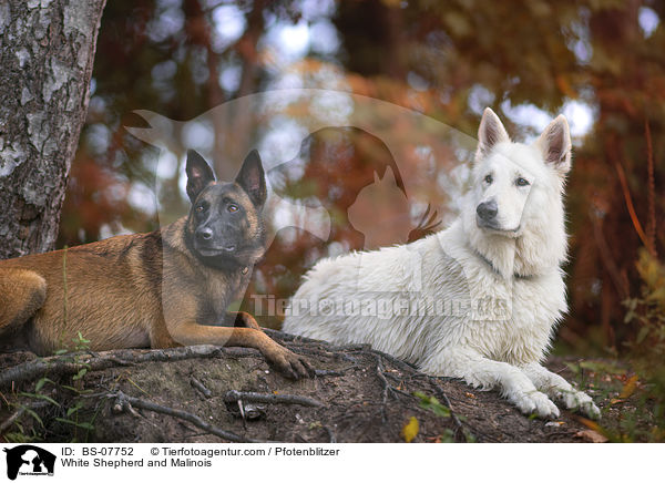 Weier Schferhund und Malinois / White Shepherd and Malinois / BS-07752