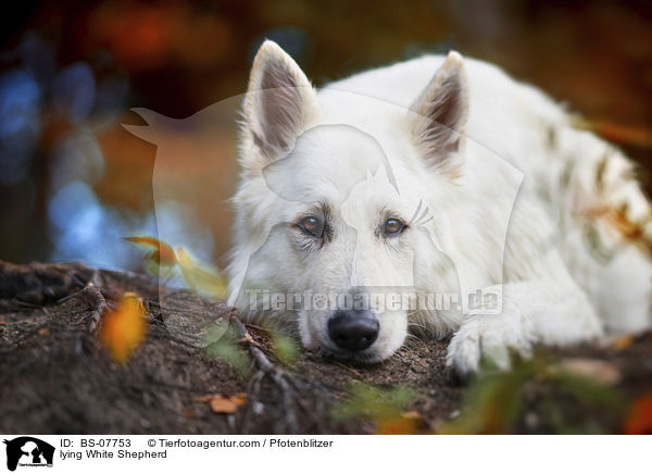 liegender Weier Schferhund / lying White Shepherd / BS-07753
