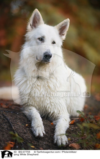 liegender Weier Schferhund / lying White Shepherd / BS-07755