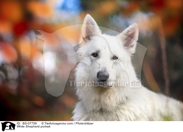 Weier Schferhund portrait / White Shepherd portrait / BS-07756