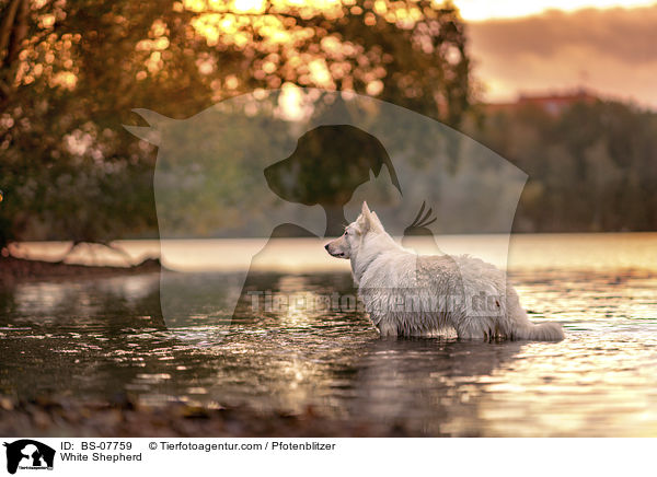 Weier Schferhund / White Shepherd / BS-07759