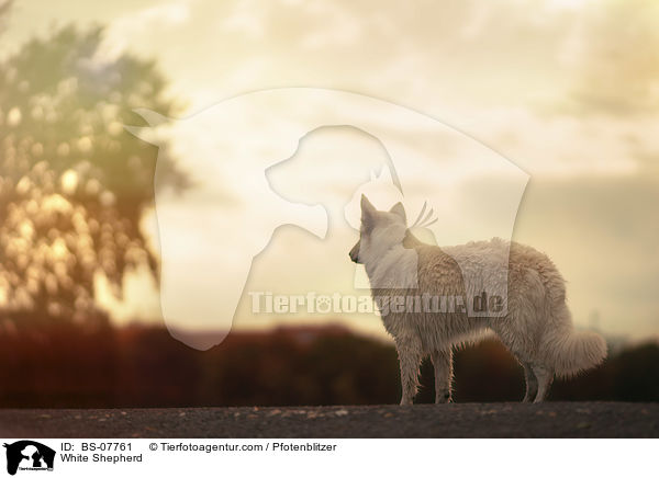 Weier Schferhund / White Shepherd / BS-07761