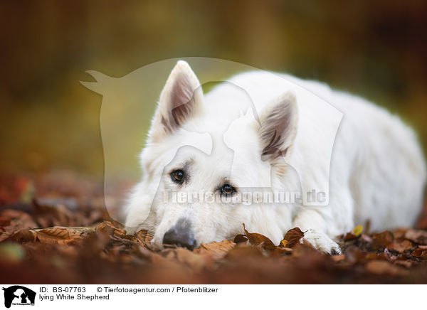 liegender Weier Schferhund / lying White Shepherd / BS-07763