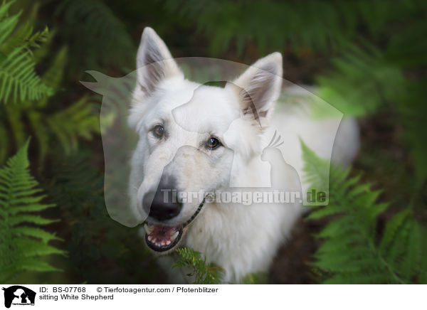 sitzender Weier Schferhund / sitting White Shepherd / BS-07768