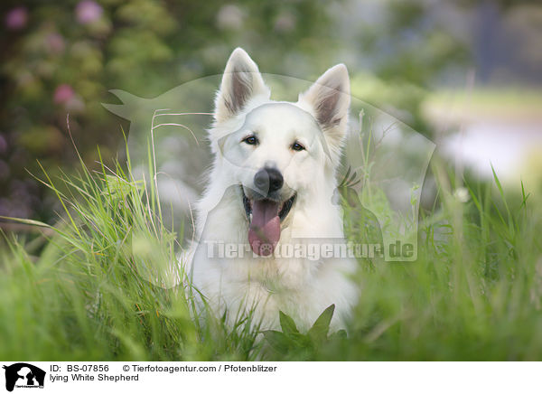 liegender Weier Schferhund / lying White Shepherd / BS-07856