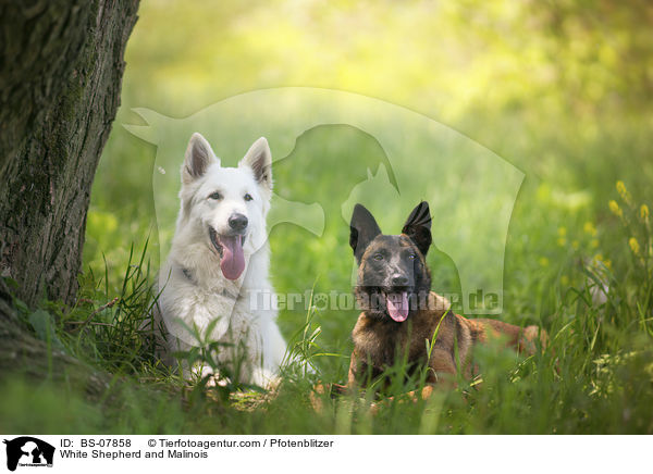 Weier Schferhund und Malinois / White Shepherd and Malinois / BS-07858