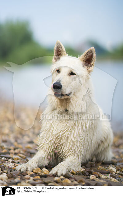 liegender Weier Schferhund / lying White Shepherd / BS-07862