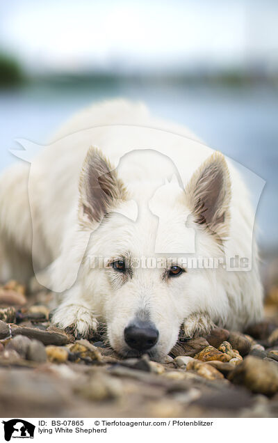 liegender Weier Schferhund / lying White Shepherd / BS-07865