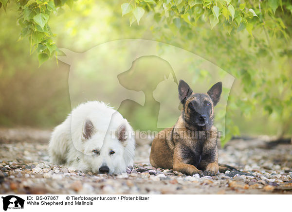 Weier Schferhund und Malinois / White Shepherd and Malinois / BS-07867