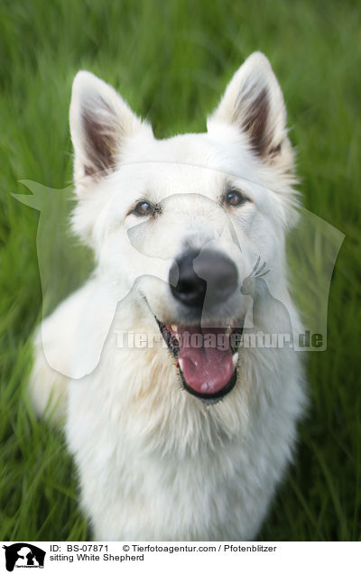 sitzender Weier Schferhund / sitting White Shepherd / BS-07871