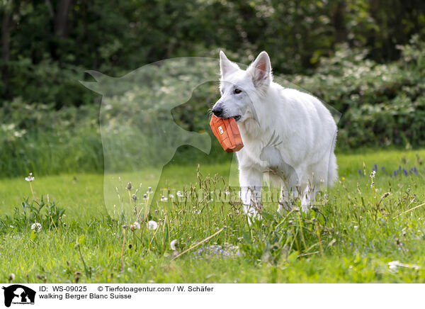 laufender Weier Schferhund / walking Berger Blanc Suisse / WS-09025