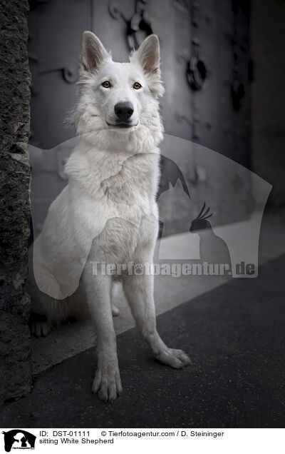sitzender Weier Schferhund / sitting White Shepherd / DST-01111