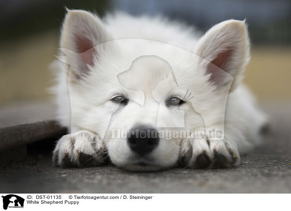 liegender Weier Schferhund Welpe / White Shepherd Puppy / DST-01135