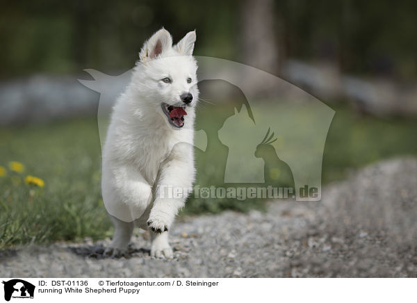 rennender Weier Schferhund Welpe / running White Shepherd Puppy / DST-01136