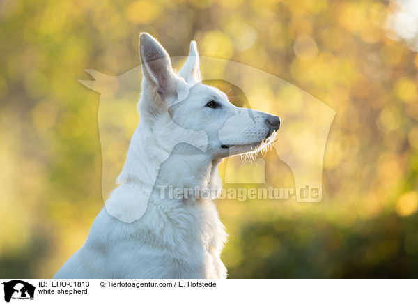 Weier Schferhund / white shepherd / EHO-01813