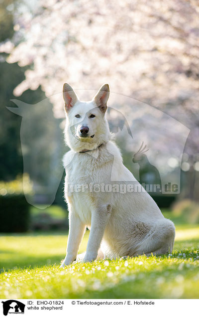 Weier Schferhund / white shepherd / EHO-01824