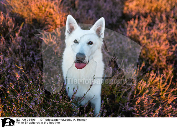 White Shepherds in the heather / AH-03406