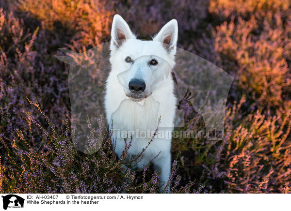 White Shepherds in the heather / AH-03407