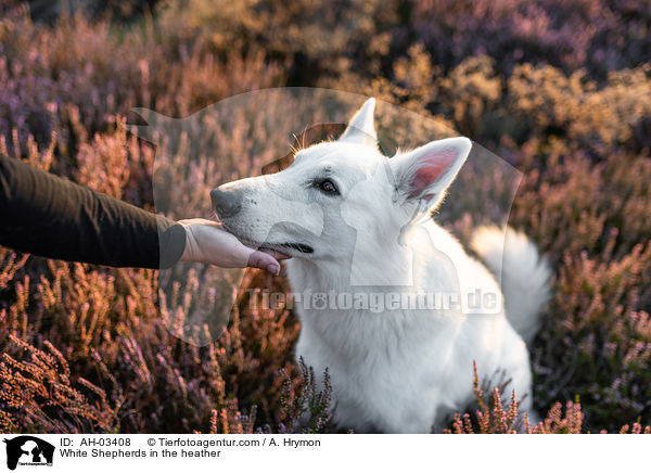 White Shepherds in the heather / AH-03408