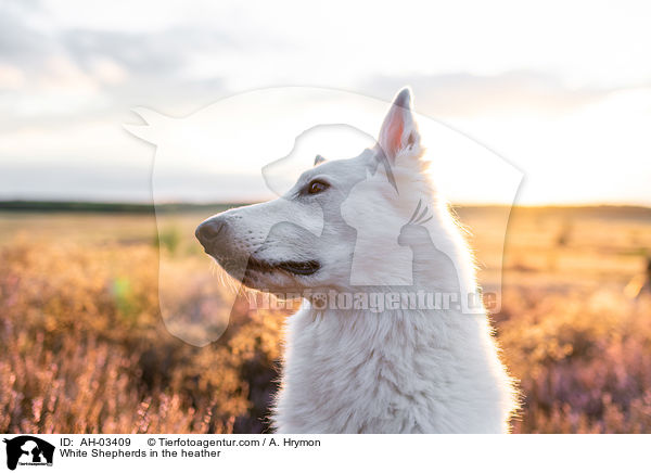 White Shepherds in the heather / AH-03409
