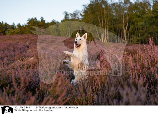 White Shepherds in the heather / AH-03411