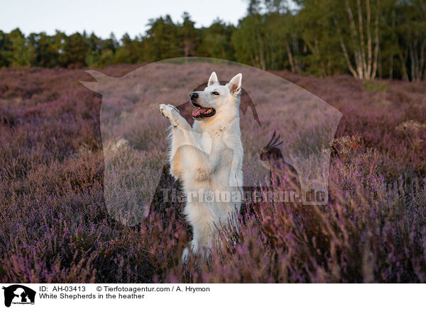 White Shepherds in the heather / AH-03413