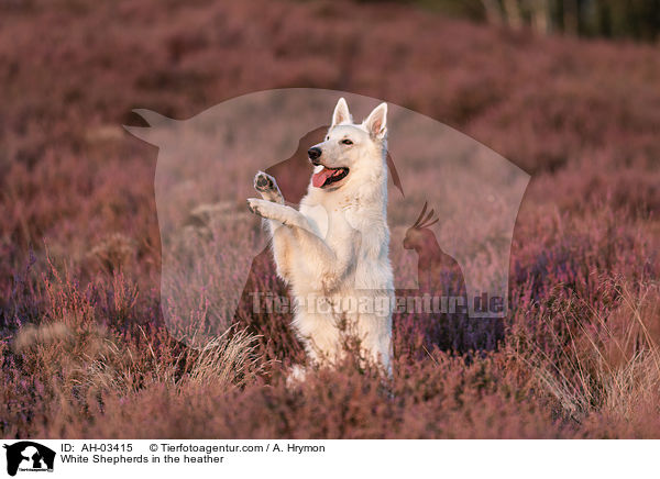 White Shepherds in the heather / AH-03415