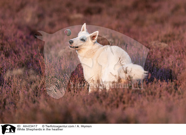 White Shepherds in the heather / AH-03417