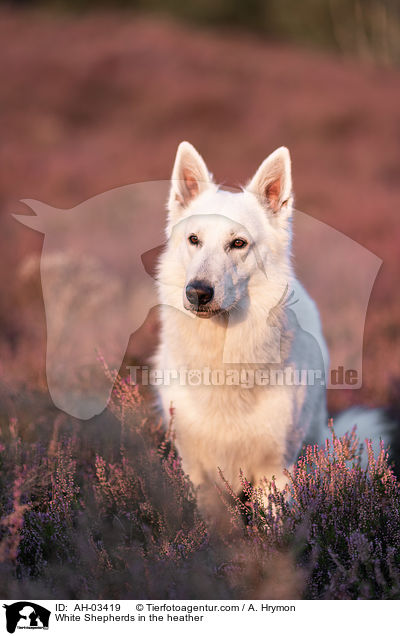 White Shepherds in the heather / AH-03419