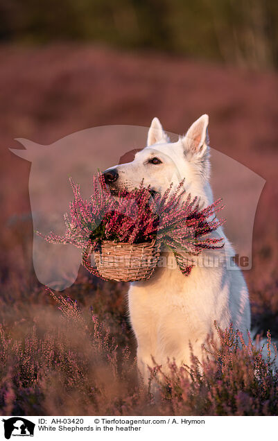 White Shepherds in the heather / AH-03420
